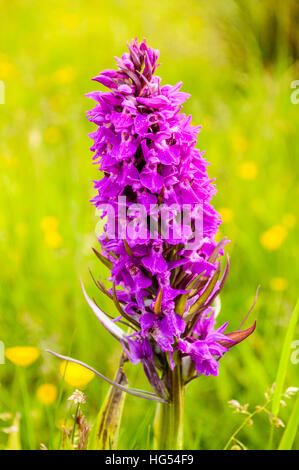 Early Purple orchid (Orchis mascula) dans une prairie de Lancashire Banque D'Images