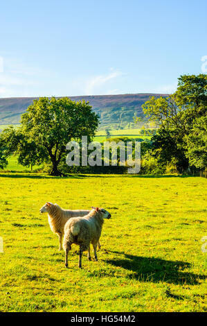Les moutons près de chipping dans Loud vallée dans la forêt de Bowland Lancashire à vers est tombé de Longridge Banque D'Images