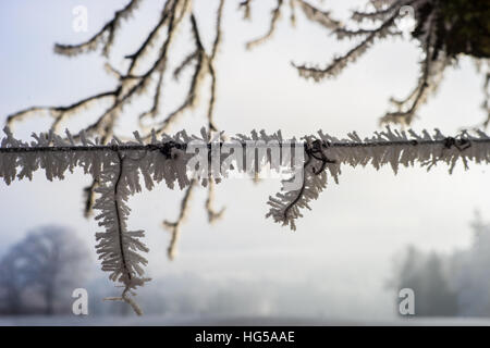 Sur glace crysals barbwire Banque D'Images