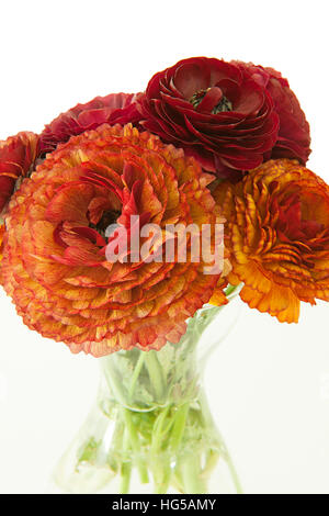 Bouquet de renoncules fleurs dans un vase Banque D'Images