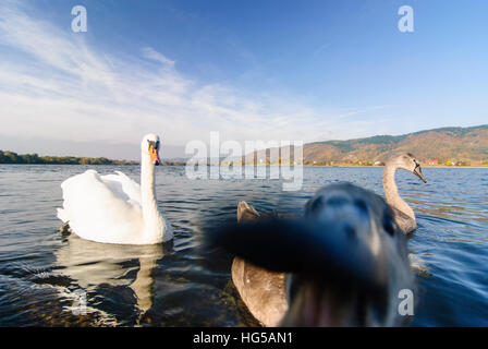 Barbing : Cygne tuberculé (Cygnus olor) avec des jeunes animaux d'attaquer sur le Danube, Oberpfalz, Haut-Palatinat, Bayern, Bavière, Allemagne Banque D'Images