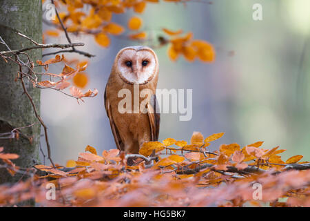 Effraie des clochers Tyto alba commun Schleiereule Banque D'Images