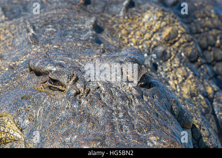 Le crocodile du Nil (Crocodylus niloticus), rivière Chobe, au Botswana Banque D'Images