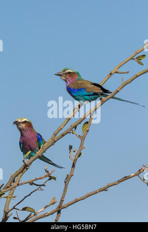 Lilacbreasted Coracias caudatus (rouleaux), Parc National de Chobe, au Botswana Banque D'Images