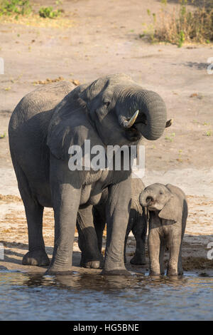 Les éléphants d'Afrique (Loxodonta africana) boire au fleuve, rivière Chobe, au Botswana Banque D'Images
