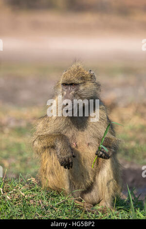 Babouin Chacma (Papio ursinus) alimentation, Chobe National Park, Botswana Banque D'Images