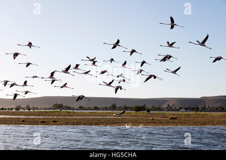 Flamant rose (Phoenicopterus roseus), Saint Augustin, région sud Banque D'Images