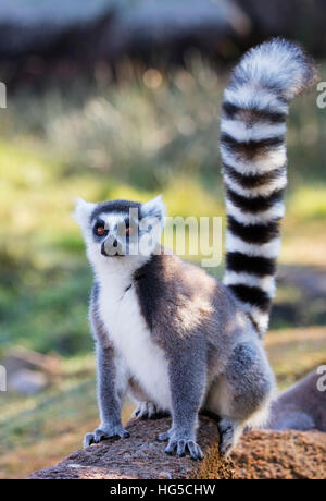 Les lémuriens à queue anneau (Lemur catta), Anja, Ambalavao, zone centrale Banque D'Images