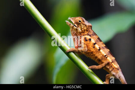 Caméléon panthère (Furcifer pardalis), Parc Zoologique Ivoloina, Tamatave Banque D'Images