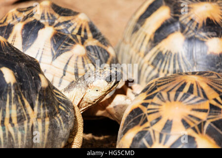 Tortue rayonnée, critique d'extinction dans la nature, Parc Zoologique Ivoloina, Tamatave Banque D'Images