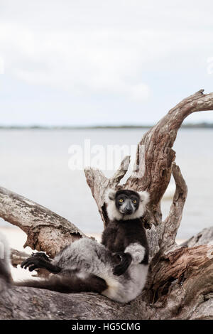 Noir et blanc de la gélinotte lemur (Le Varecia variegata), lac Lacs Ampitabe, Pangalanes, Tamatave Banque D'Images