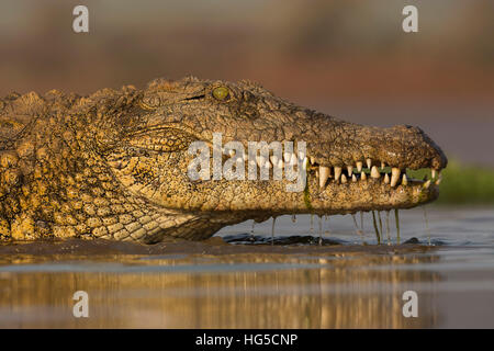 Le crocodile du Nil (Crocodylus niloticus), Zimanga Private Game Reserve Banque D'Images