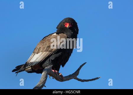 Bateleur (Terathopious ecaudatus) féminin, Kgalagadi Transfrontier Park Banque D'Images