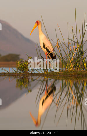 Yellowbilled stork (Mycteria ibis), Zimanga Private Game Reserve Banque D'Images