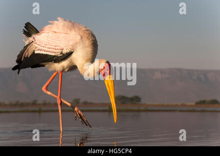 Yellowbilled stork (Mycteria ibis), Zimanga Private Game Reserve Banque D'Images