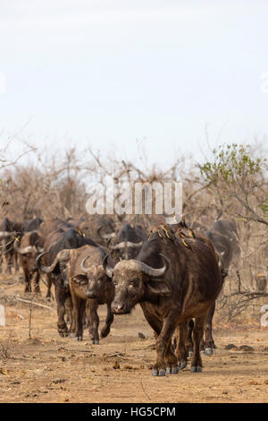 Buffle (Syncerus caffer) troupeau, Kruger National Park Banque D'Images