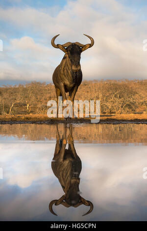 (Commun) (gnu Gnou bleu (Connochaetes taurinus)) d'une réflexion au point d'Zimanga Private Game Reserve Banque D'Images