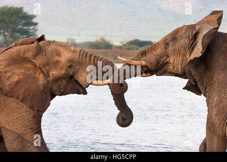 Les éléphants d'Afrique (Loxodonta africana) wrestling, Zimanga Private Game Reserve Banque D'Images