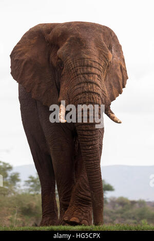 L'éléphant africain (Loxodonta africana), Zimanga Private Game Reserve Banque D'Images