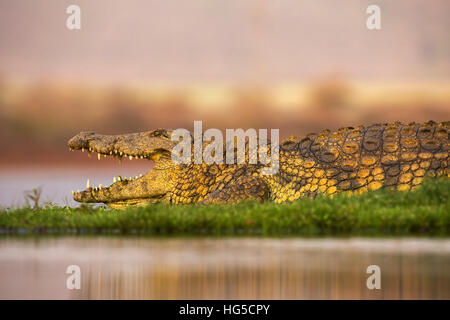 Le crocodile du Nil (Crocodylus niloticus), Zimanga Private Game Reserve Banque D'Images