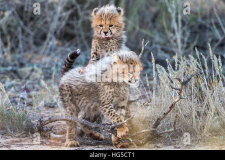 Le Guépard (Acinonyx jubatus) oursons, Kgalagadi Transfrontier Park, Northern Cape Banque D'Images