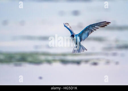 Guifette moustac dans d'Arugam Bay Lagoon, Sri Lanka ; espèce Chlidonias hybrida famille des Laridae Banque D'Images