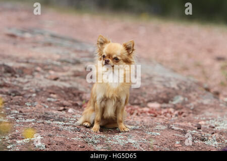 Chien Chihuahua poil long hot assis sur un rocher Banque D'Images