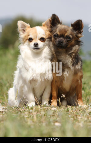 Chien Chihuahua poil long et poil court / deux adultes assis différentes couleurs Banque D'Images