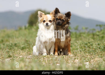 Chien Chihuahua poil long et poil court / deux adultes assis différentes couleurs Banque D'Images