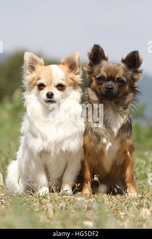 Chien Chihuahua poil long et poil court / deux adultes assis différentes couleurs Banque D'Images