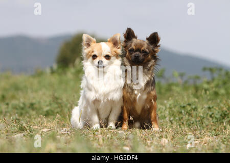 Chien Chihuahua poil long et poil court / deux adultes assis différentes couleurs Banque D'Images