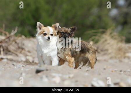 Chien Chihuahua poil long deux adultes différentes couleurs sur un rocher Banque D'Images