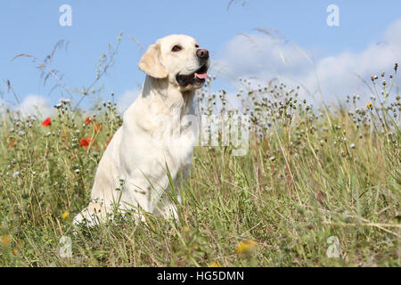 Chien Golden Retriever assis dans un pré adultes Banque D'Images