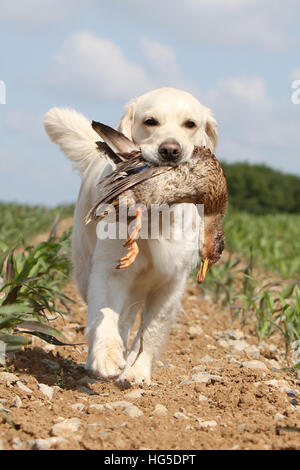 Chien Golden Retriever des profils d'exécution dans un champ Banque D'Images