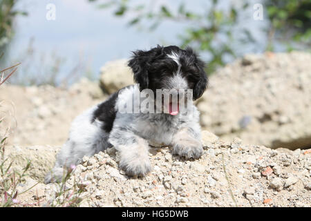 Schapendoes chien / chiot berger hollandais allongé sur le rocher Banque D'Images