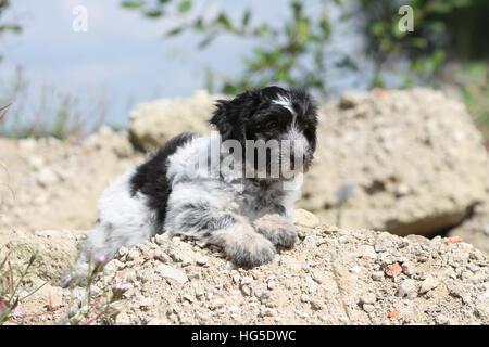 Schapendoes chien / chiot berger hollandais allongé sur le rocher Banque D'Images