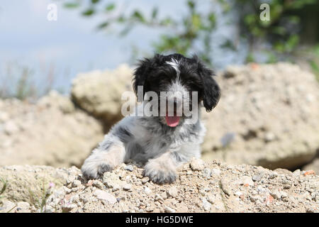 Schapendoes chien / chiot berger hollandais allongé sur le rocher Banque D'Images