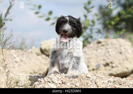 Schapendoes chien / chiot berger hollandais allongé sur le rocher Banque D'Images