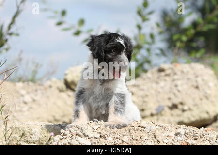 Schapendoes chien / chiot berger hollandais allongé sur le rocher Banque D'Images