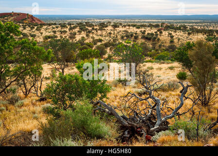 Le désert australien (outback) dans le Territoire du Nord Banque D'Images