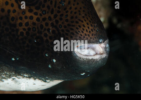 Blue-spotted poisson-globe (Arothron caeruleopunctatus) à Bali, Indonésie Banque D'Images