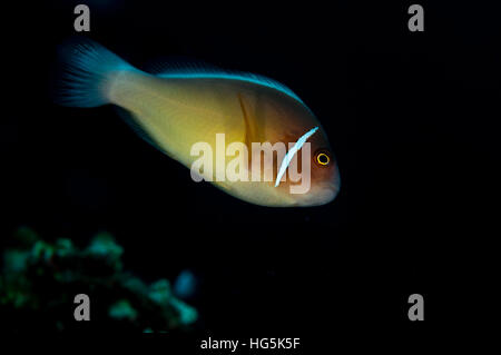 Poisson clown (Amphiprion perideraion rose) à Bali, Indonésie Banque D'Images