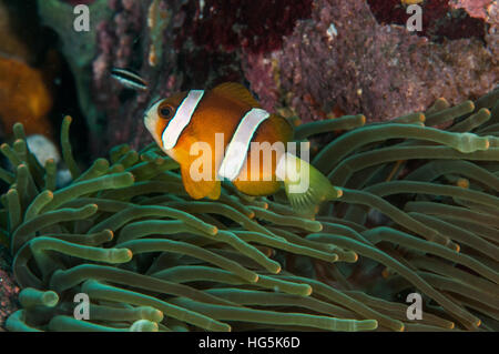 Amphiprion sp, Bali, Indonésie Banque D'Images