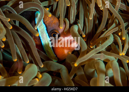 Amphiprion sp, Bali, Indonésie Banque D'Images