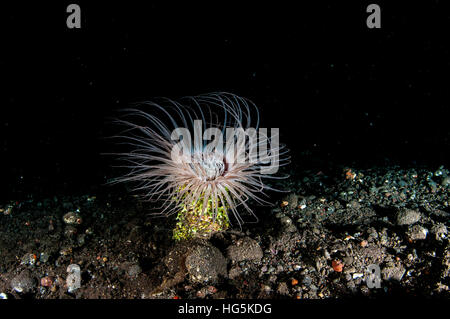 Tube fleurs (Anémone Cerianthus filiformis), Bali, Indonésie Banque D'Images