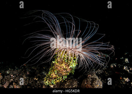 Tube fleurs (Anémone Cerianthus filiformis), Bali, Indonésie Banque D'Images