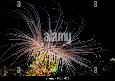 Tube fleurs (Anémone Cerianthus filiformis), Bali, Indonésie Banque D'Images