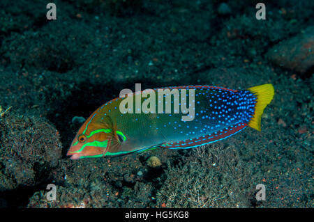 Coris Coris gaimard (limande), Bali, Indonésie Banque D'Images