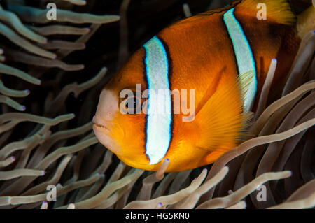 Amphiprion sp, Bali, Indonésie Banque D'Images