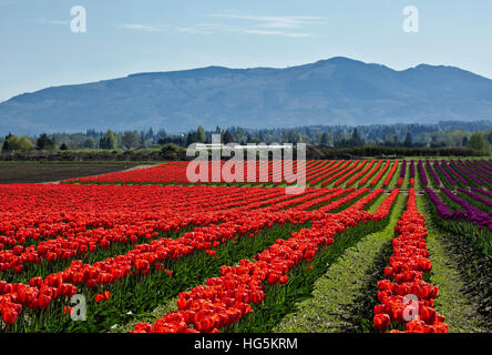 WA13074-00...WASHINGTON - Des champs de tulipes à floraison ampoule RoozenGaarde ferme près de Mount Vernon. Banque D'Images